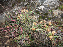 Plantago sempervirens