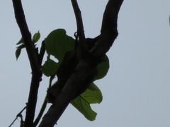 Xiphorhynchus ocellatus