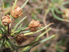 Plantago sempervirens