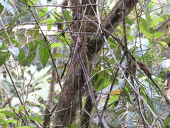 Xiphorhynchus ocellatus