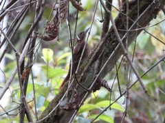 Xiphorhynchus ocellatus