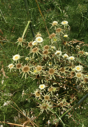 Pallenis spinosa subsp. aurea image