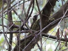 Xiphorhynchus ocellatus