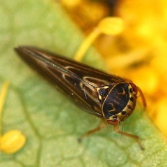 Agalliina