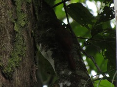 Xiphorhynchus ocellatus