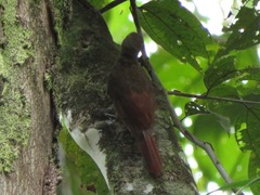 Xiphorhynchus ocellatus