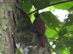 Xiphorhynchus ocellatus