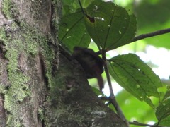 Xiphorhynchus ocellatus