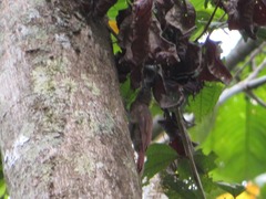 Xiphorhynchus ocellatus