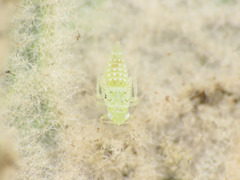 Micantulina stigmatipennis