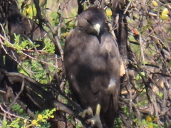 Buteo buteo vulpinus