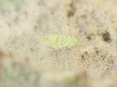 Micantulina stigmatipennis