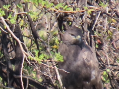 Buteo buteo vulpinus