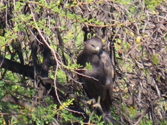 Buteo buteo vulpinus