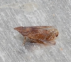 Scaphytopius acutus