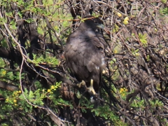Buteo buteo vulpinus