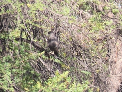 Buteo buteo vulpinus