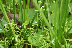 Galium brandegeei