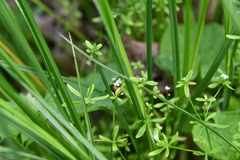 Galium brandegeei