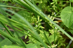Galium brandegeei