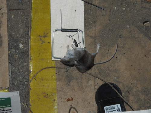 Herb Field Mouse, Орудьево, Московская обл., Россия, 141825, photo 3 of 10