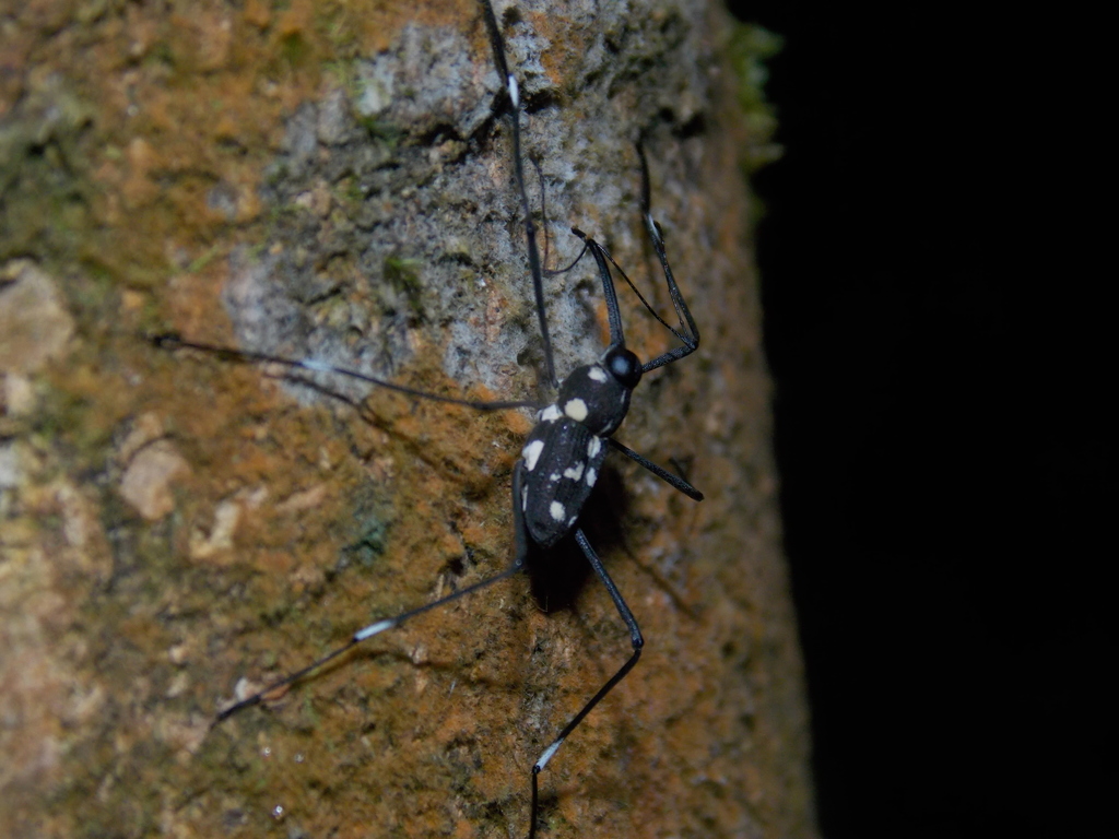 Talanthia phalangium from Kabupaten Bogor, Jawa Barat, Indonesia on ...