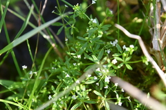 Galium brandegeei