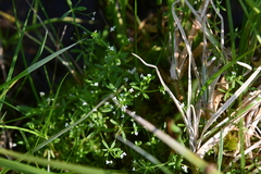 Galium brandegeei