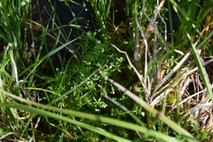 Galium brandegeei