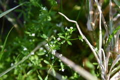 Galium brandegeei