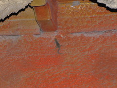 Mediodactylus kotschyi