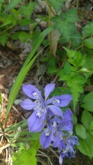 Iris rossii