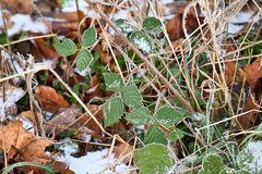 Rubus pedemontanus