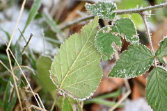 Rubus pedemontanus