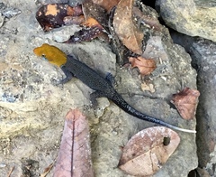 Gonatodes albogularis fuscus