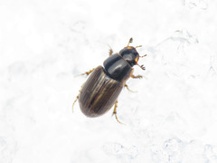 Melinopterus consputus