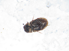 Melinopterus consputus