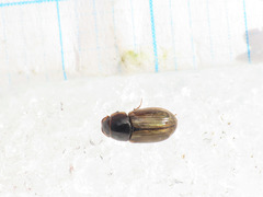 Melinopterus consputus