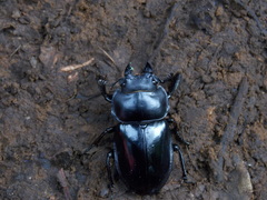 Neolucanus laticollis