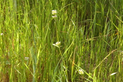 Plectritis macrocera macrocera