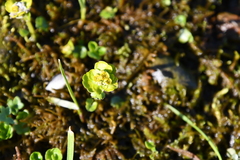Chrysosplenium serreanum