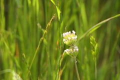 Plectritis macrocera macrocera