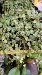 Peperomia prostrata