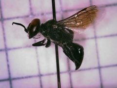 Astata unicolor