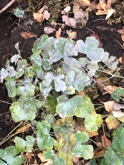 Erysiphe aquilegiae