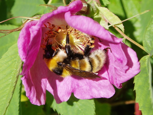 Great Yellow Bumble Bee