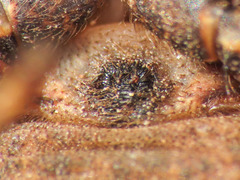 Bassaniodes robustus