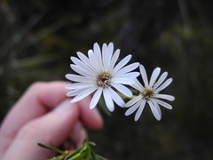 Linochilus frontinensis