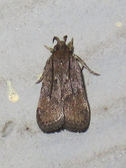 Helcystogramma melantherella