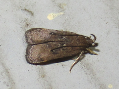 Helcystogramma melantherella
